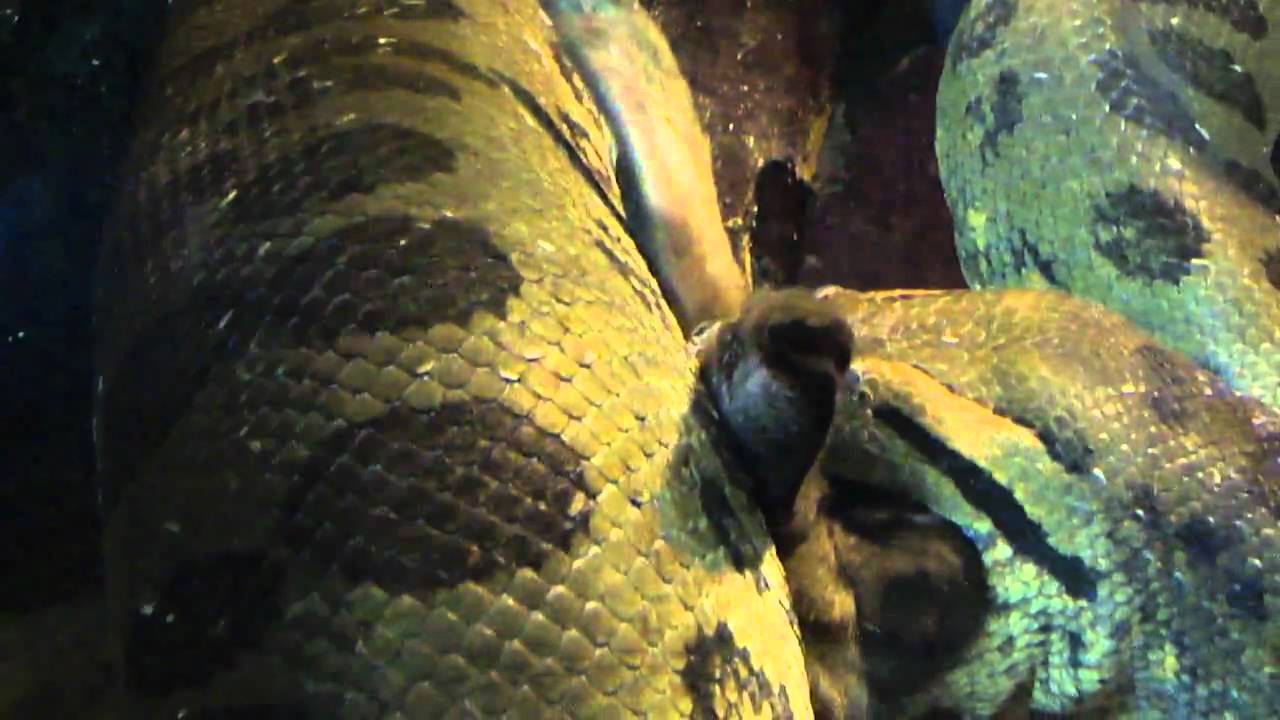 Stunning Feeding Large Anacondas In Zoo Settings image