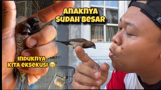Update emprit hybrid, udah besar jinak dan rajin bunyi, induknya macet produksi 😁🙏🏻
