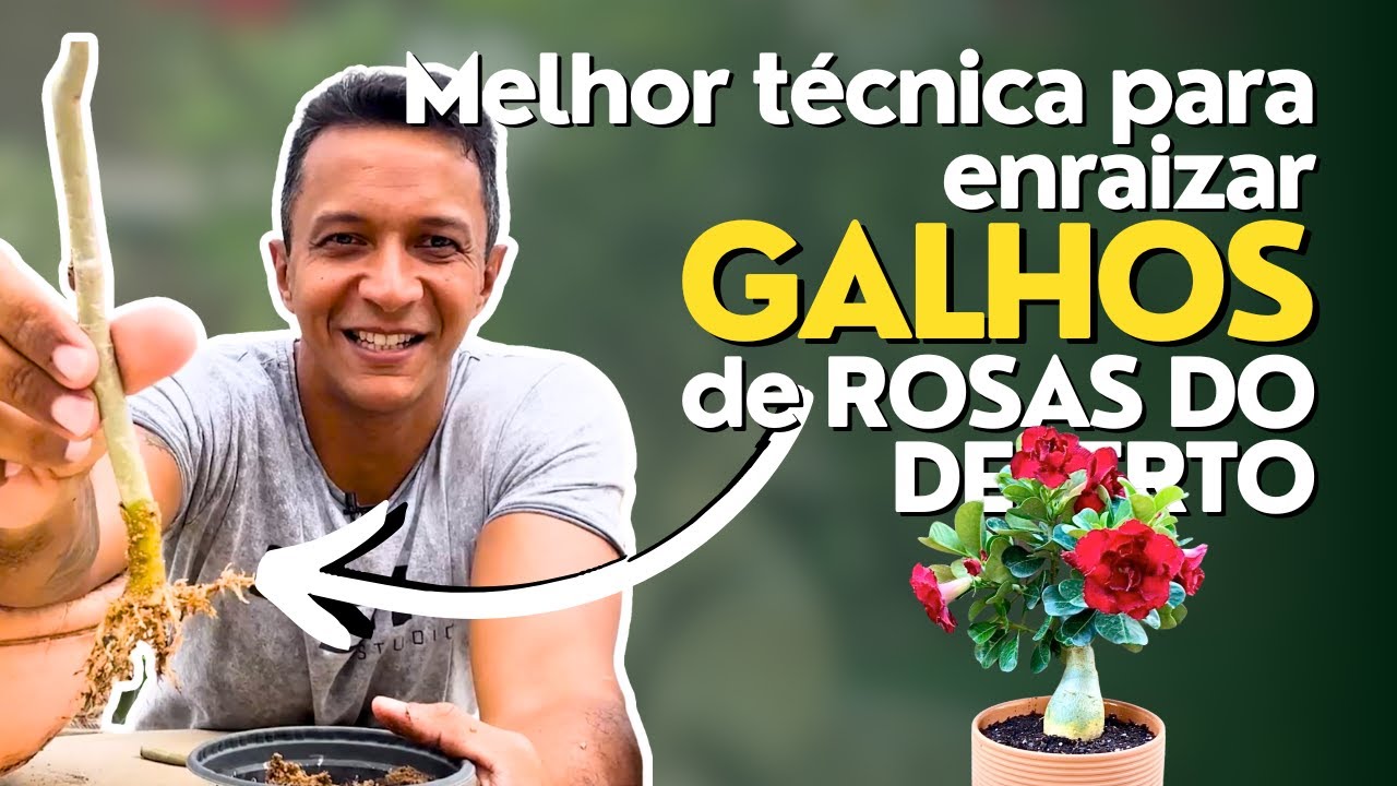 Melhor técnica para enraizar galhos de Rosas do Deserto! - YouTube