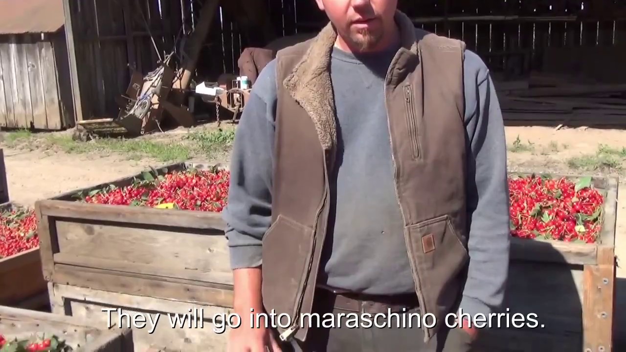 Oregon sweet cherry harvest