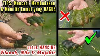 How to Choose Good Moss for Fishing Mullet & Tilapia