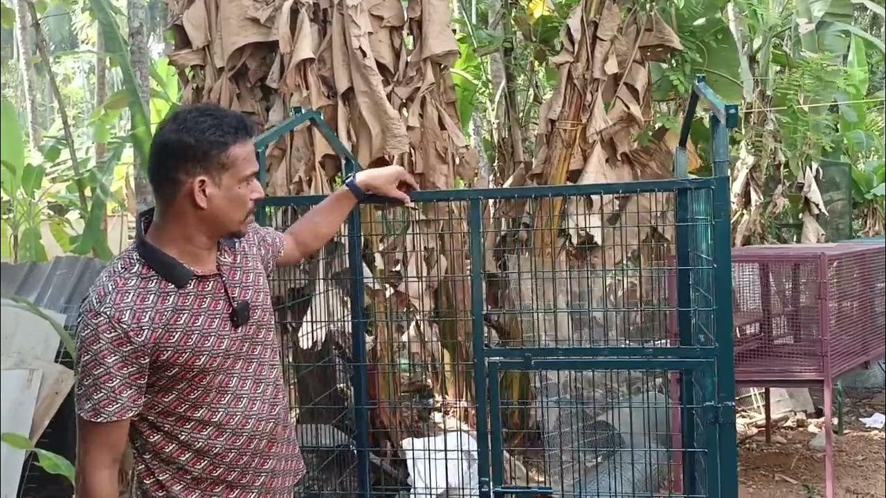 High Tech Dog Cage Vadakara Calicut 6 Version YouTube