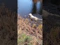 Pike Fishing in Ireland | Canal Fishing in Kildare Gone Wrong #carpfishingireland #dog