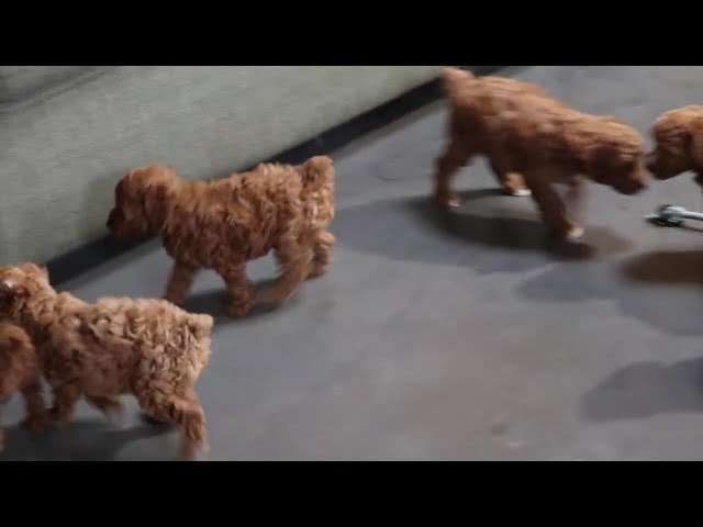 Rayna video thumbnail