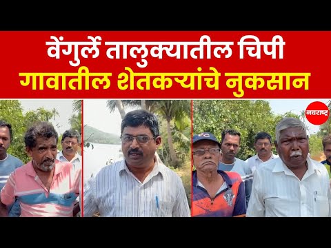 Sindhudurg : खाडीचे खारे पाणी शिरले शेतीत, वेंगुर्ले तालुक्यातील चिपी गावातील शेतकऱ्यांचे नुकसान