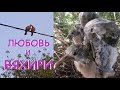 Дикие лесные голуби вяхири выводят птенцов: гнездовая жизнь How a wild wood pigeon broods its chicks