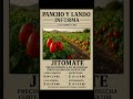PRECIOS DEL TOMATE SALADETTE 31 DE DICIEMBRE #agriculturaméxico #tomate #agricultura #agriculturausa