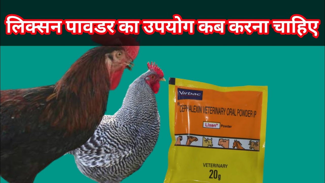 Murgi ko lixen powder kyo diya jata hai ?Lixen powder ko kab kab diya jata hai ? देशी मुर्गी ।