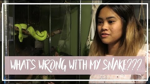 Shy Green Tree Python Feeding Video