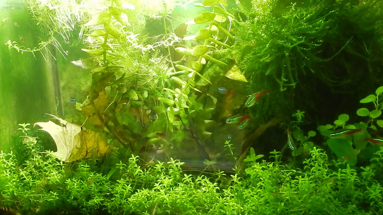 Анубиас Ксенококус. Зелень на стенках аквариума. Зеленый налет в аквариуме. Зелёные точки на стекле аквариума.