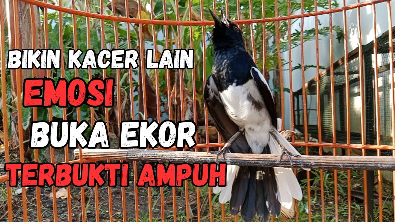 AWAS KACERMU KONSLET JEBOL EMOSINYA DENGAR INI LANGSUNG ON BONGKAR ISIAN !! KACER GACOR ISIAN