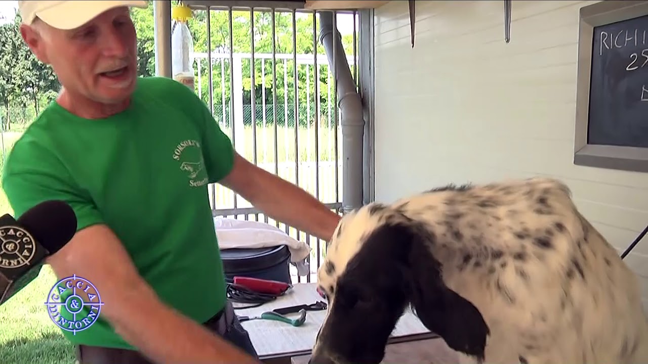 SORSOLI'S :  la toelettatura del cane come prevenzione