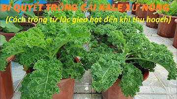 Cách trồng cải kale xứ nóng phát triển tốt | How to grow kale in container at home