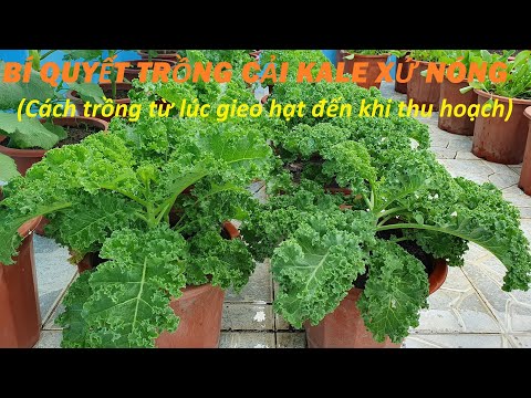 Video: Container Grown Kale - Học Cách Chăm sóc Cây Cải xoăn trong chậu