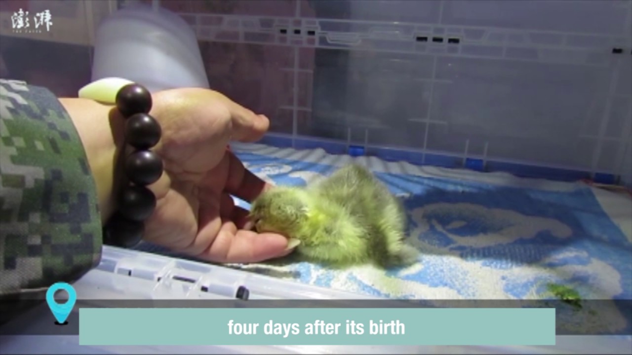 Rare species of goose born after a bar-headed goose gives up sky for love