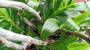 Kích mầm gốc phi điệp, thời điểm tốt nhất kích mầm gốc phi điệp, phong lan rừng pv