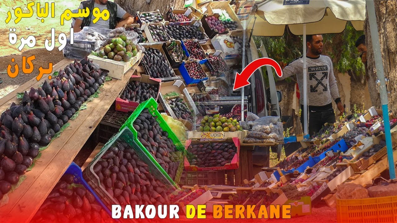 لأول مرة هذا الموسم بمدينة بركان دخول فاكهة الباكور معشوقة المغاربة  BAKOUR DE BERKANE AUJOURD'HUI