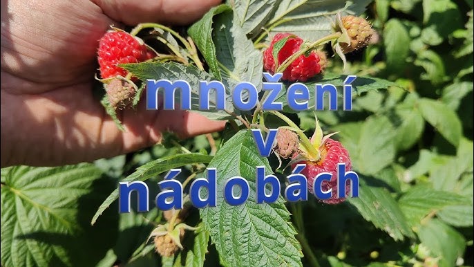 Mnozeni Maliny