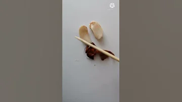 Строение семени фасоли.