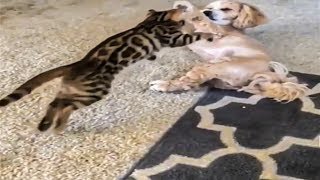 When cats try to revenge dogs 🤣🤣 cats vs dogs video 2019 - I challenge you not to by animal world 170 views 4 years ago 4 minutes, 3 seconds