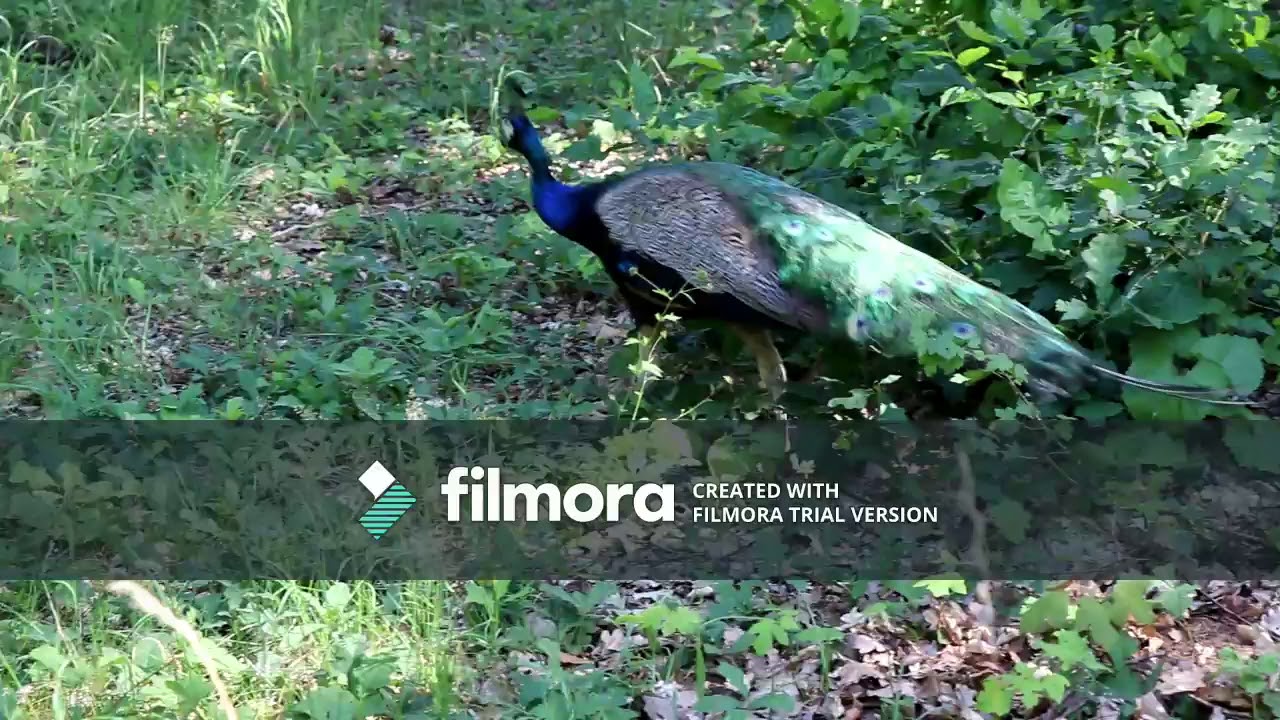 Pfaueninsel - Peacock Island