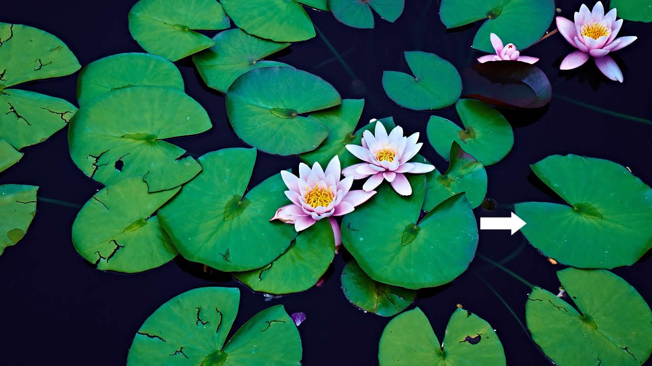 lily pad ASL - YouTube