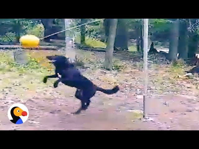 dog tether ball