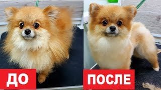 VLOG Наша стрижка померанского шпица. Собака Алиса теперь красавица