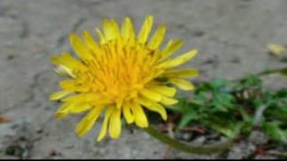 Dandelion