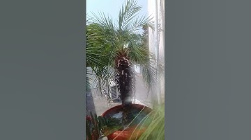 pygmy date palm | pygmy date palm care #shorts #youtubeshorts #shortvideo