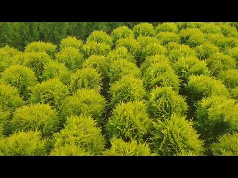 Видео: Thuja арчилгаа хавар: өвлийн дараа өөр газар шилжүүлэн суулгана. Thuja хэрхэн эмчлэх, 4 -р сард үүнийг хэрхэн арчлах вэ? Хэрэв хар өнгөтэй болсон бол яаж шүрших вэ?