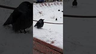 "Feed me," asks the jackdaw  — Нагодуй мене, — просить галка #feed #birds #jackdaws #галка #птаха