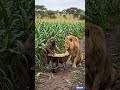 “Manager watching while employee does everything 😭🌽:#FunnyAnimals #MemeVibes #NoHarmOnlyFun