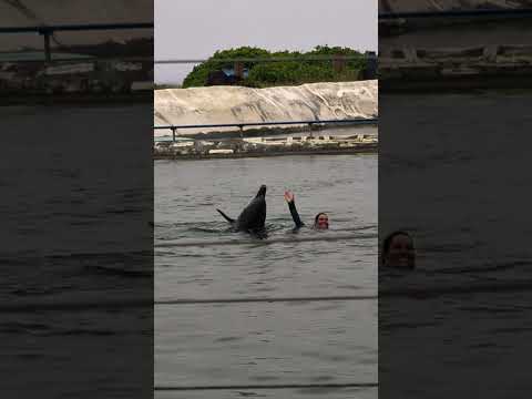 Amazing Dolphin 🐬 show at Sea Life Park #hawaii #sealifepark #dolphin