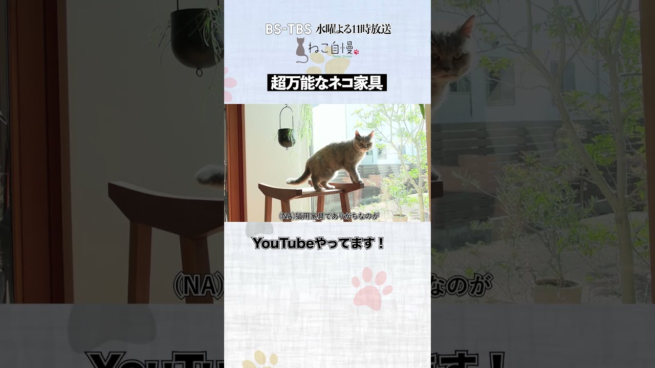 If you've ever bought cat furniture but your cat didn't use