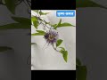 कृष्ण कमल | प्रकृति की कला | The Art of Nature