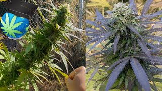 2025 Flowering + Harvest  + Strains Impressions