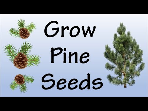 How To Grow Pine Tree From