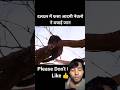 A man stuck in the swamp was saved by mongooses#shorts