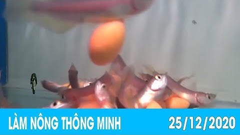 Nuôi cá rồng ấp trứng trong miệng