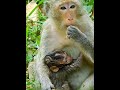 #Cutes Babies Monkey, And Daisy's baby# 260