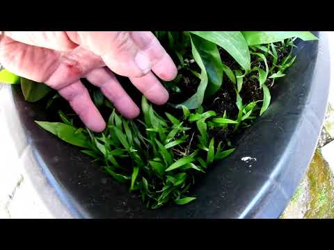 Video: Pěstování Zimního česneku: Zemědělská Technologie