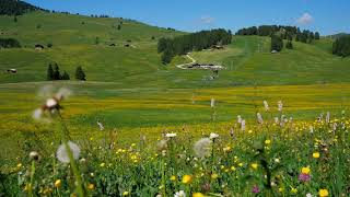 Bird Songs - 5 Hours | Nature Relaxation Videos | Birdsong Without Music | Calming Bird Chirping screenshot 5