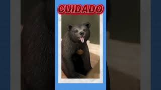 #Curiosidade sobre #Urso #Militar