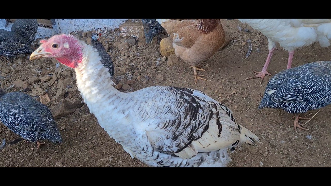 II° Marrecos, gansos, perus, galinhas e etc...