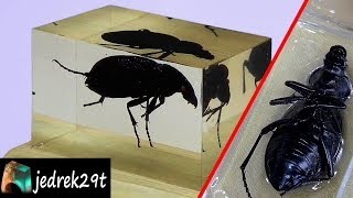 Beetle, Insect in Resin. DIY