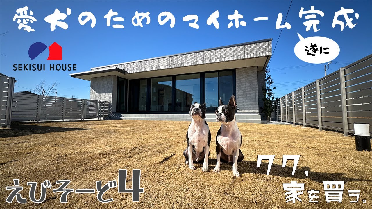 【ボストンテリア】クク家を買う🏠えぴそーど4