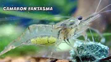 ¿Cuánto viven las gambas fantasma?