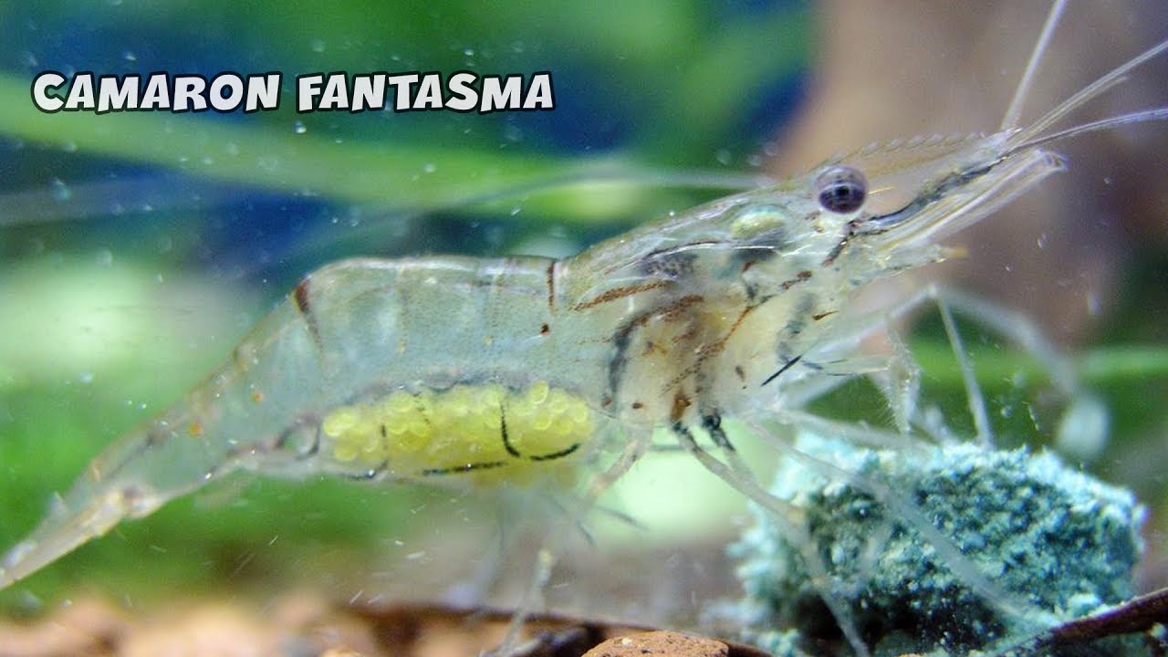CAMARON FANTASMA Cuidados y | Macrobrachium lanchesteri | AcuariosLP - YouTube