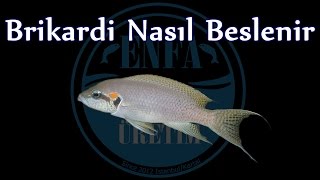 Brikardi Nasıl Beslenir Enfa Balık Üretim